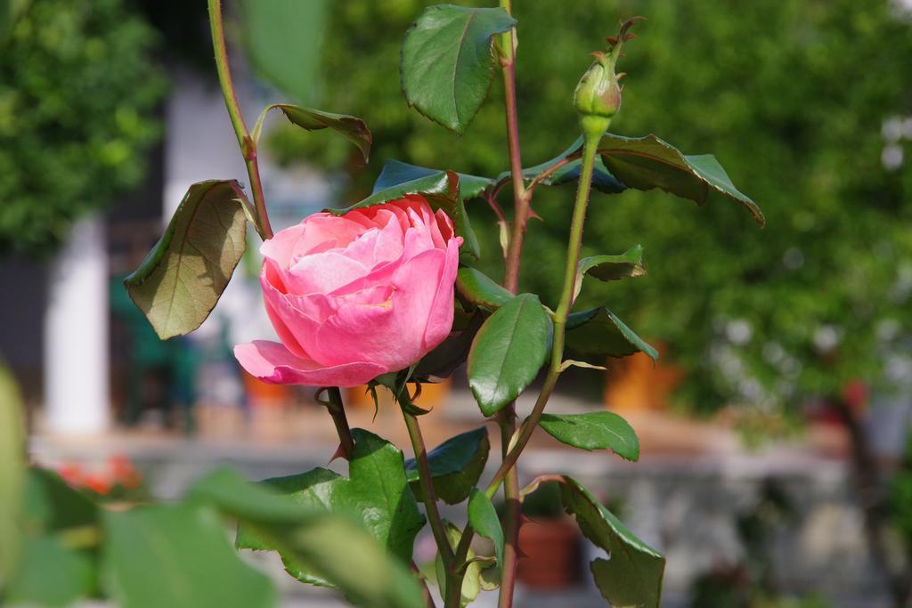 Athina Hotel Койнира Екстериор снимка